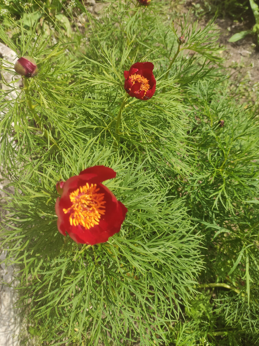 Наши воронцы (пион тонколистный). Занесены с Красную книгу и являются символом одного из районов области (изображены на флаге).