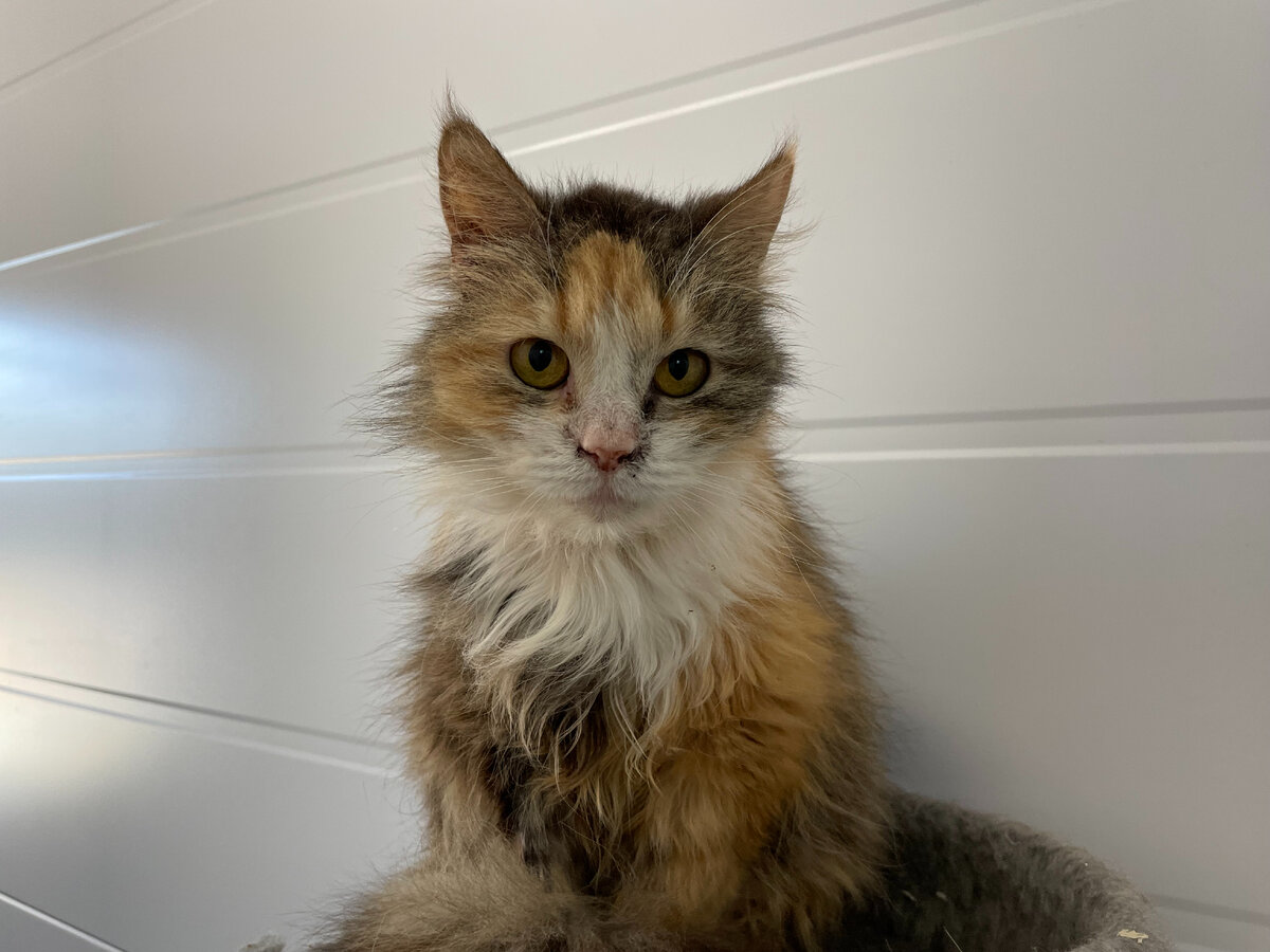 Кошки приюта ТиНАО Малинки