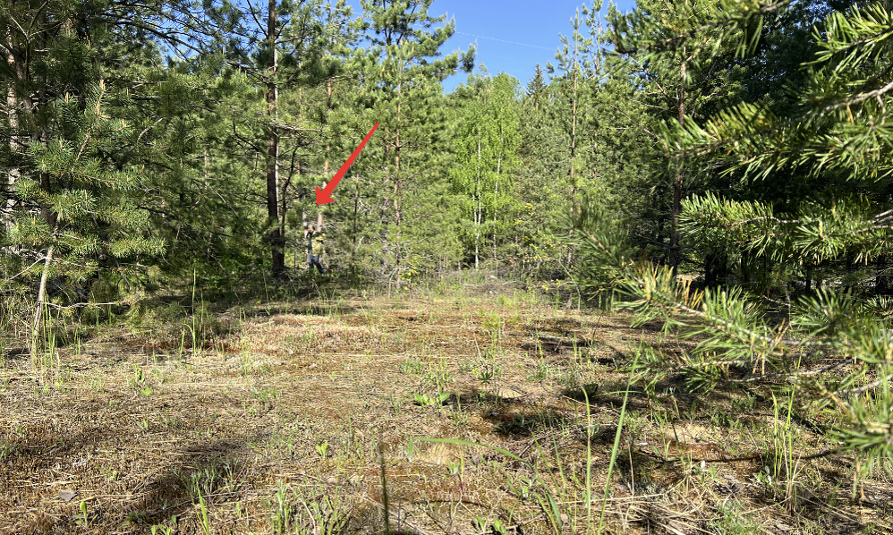 По привычке говорим - молодняк. А это лес уже - вот я Ст. Солдата стрелочкой отметила.