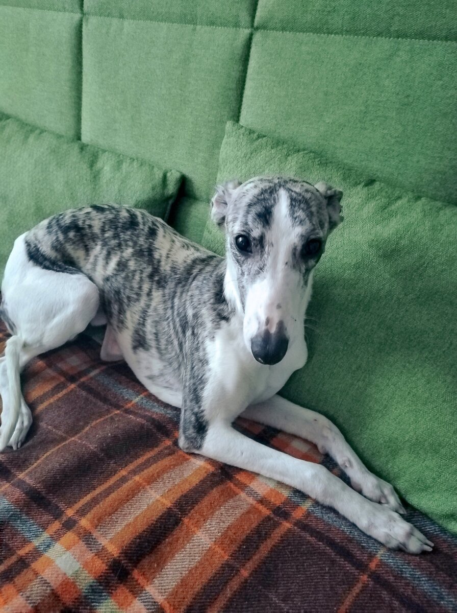 Первые дни дома 