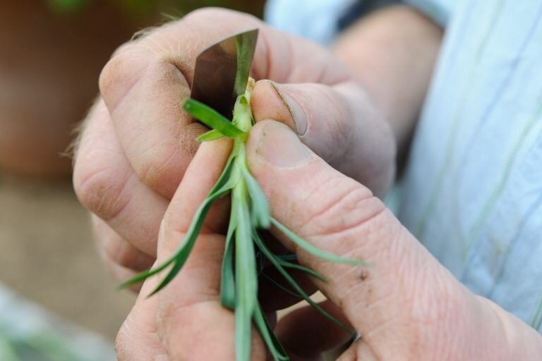 Гвоздика вегетативная фото. Гвоздика шабо размножение черенками. Гвоздика шабо прищипка. Черенки гвоздики шабо. Гвоздика оскар перпл.