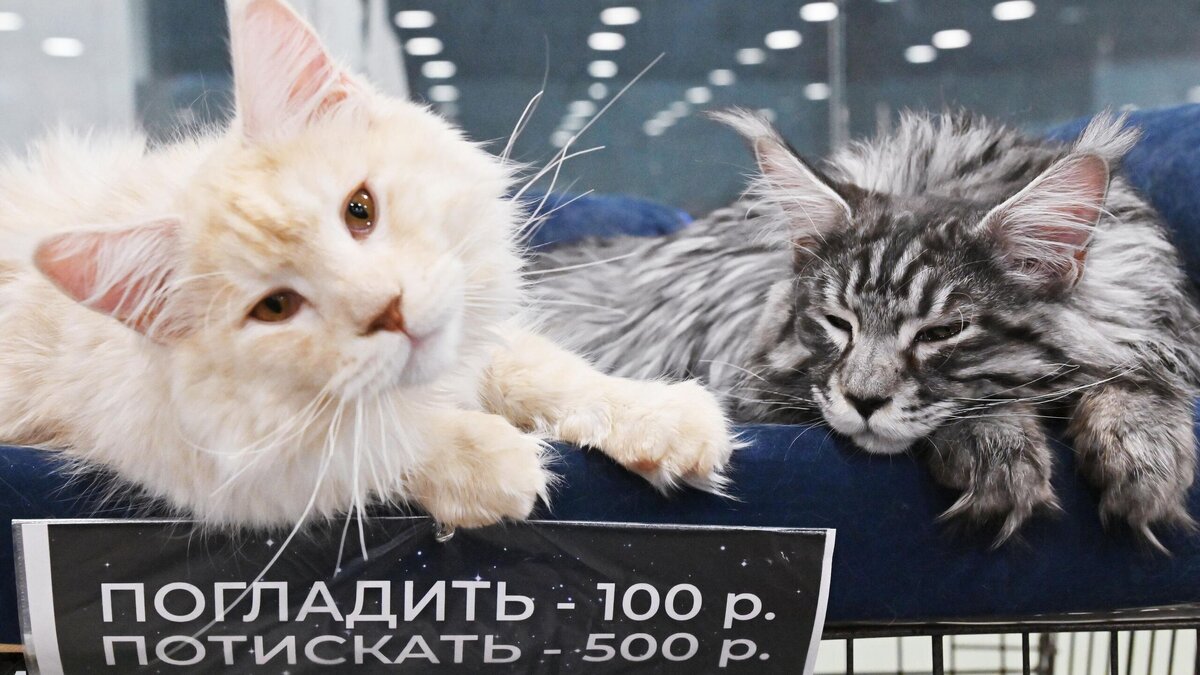    Кошки породы мейн-кун на выставке© РИА Новости / Наталья Селиверстова