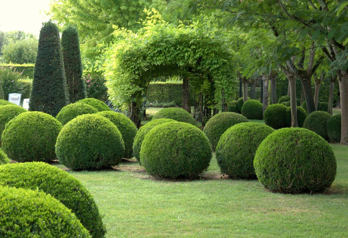 Круглы кустарники, фото с сайта https://vizazh-2.ru/kustarniki-i-liani/pravilnaya-strizhka-samshita/