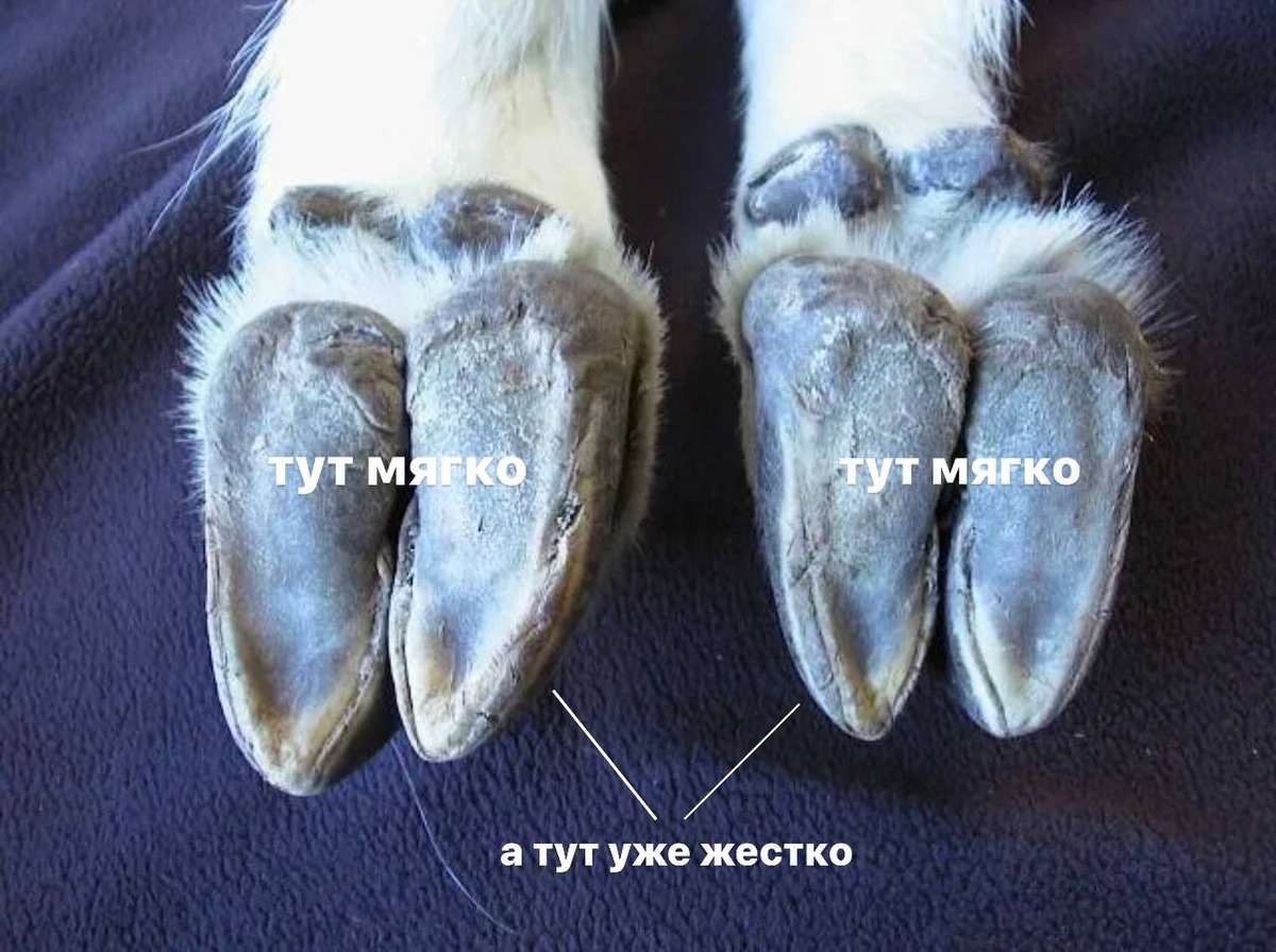 Sheep foot. Строение копыт горных Козлов. Строение копыта горного козла.