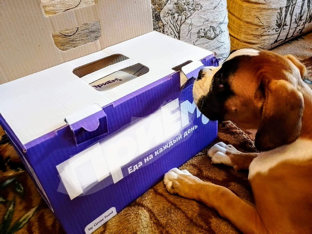 Мой заказ оценивает мой верный пес Персик