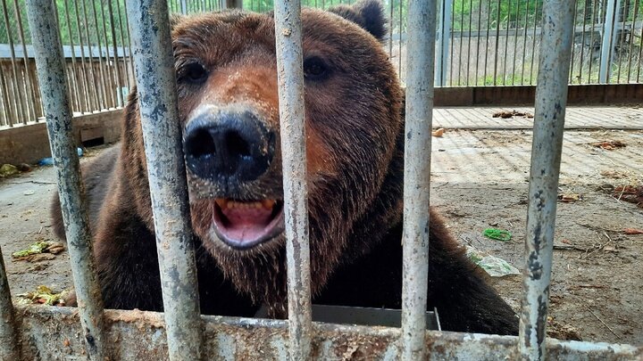 ТАК МАЛЫШ ВЫГЛЯДЕЛ РАНЬШЕ. ФОТО: ГРУППА "МЕДВЕДЬ МАЛЫШ ТРАССА М-5"/VK.COM. 
