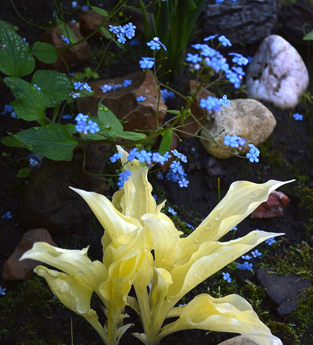 Голубенькие...весенние... Все фотографии в статье и рисунок мои