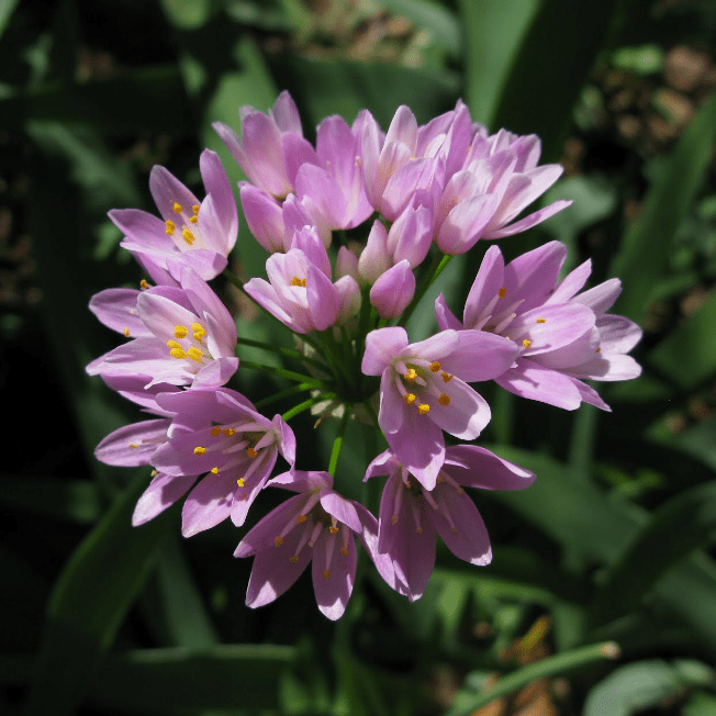 Фото с инета