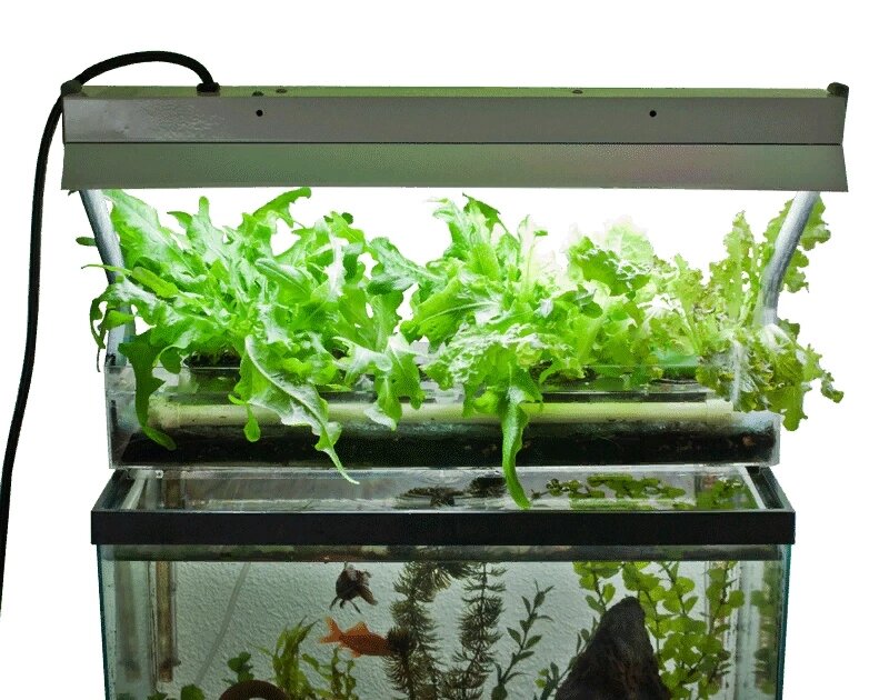 Растения и рыбы живут в гармонии