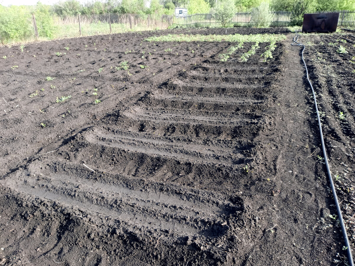посажены свекла,помидоры. дальше за ягодами фасоль