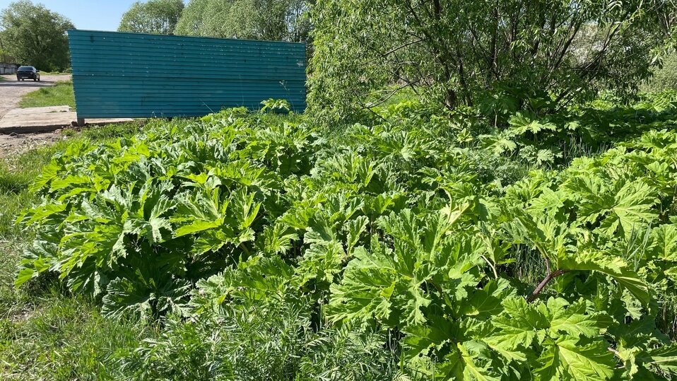     Фото: vk.com из группы "Подслушано в Калязине"