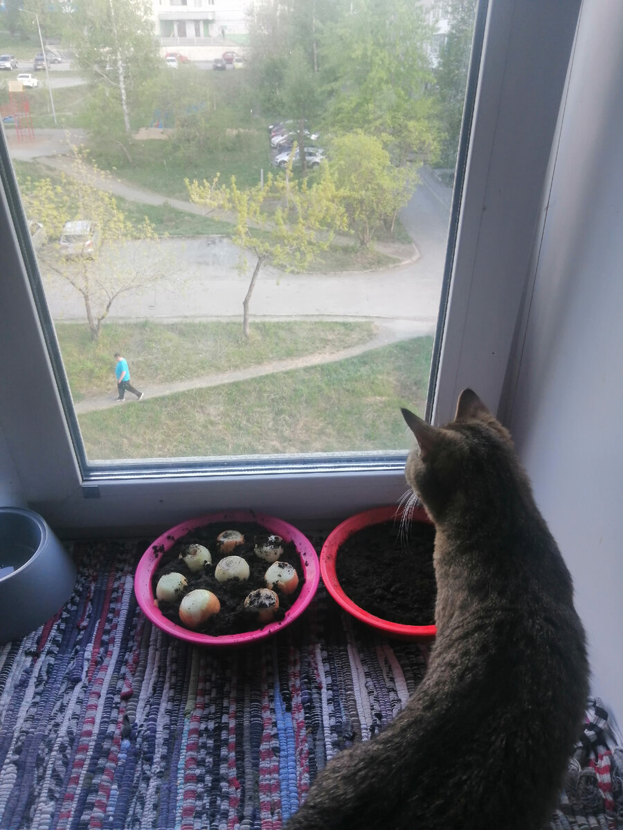 Кошка автора 