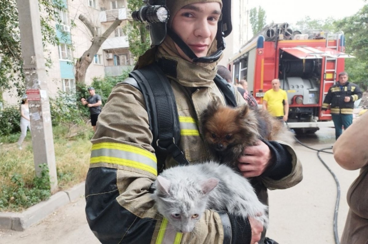    Кота и собаку волгоградские пожарные вынесли из загоревшейся квартиры