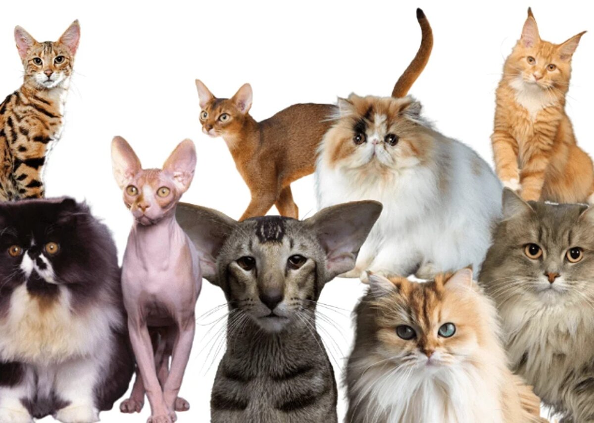 🐾Как определить породу кошки самому | Я — Кот! | Дзен