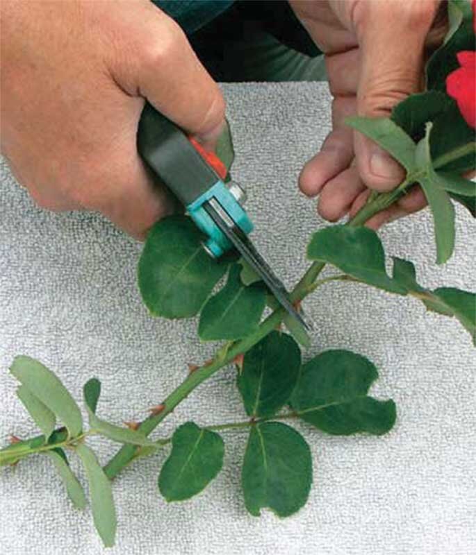 Как обрезать черенки роз