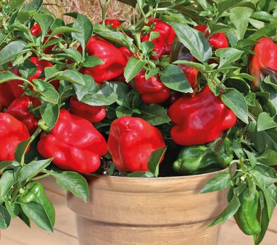 Какой перец можно. Перец сладкий Кузя. Перец сладкий Кузя комнатный. Перец сладкий Бэйби ред f1. Перец сладкий Кузя f1.