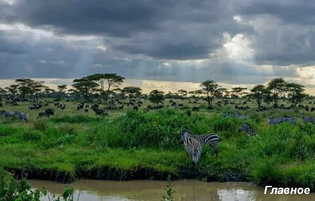 Африка. Изображение из открытых источников