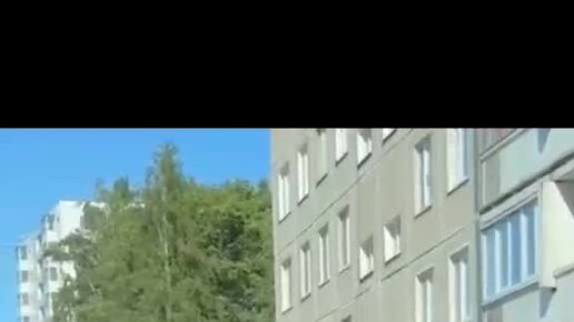 Телеканал "78" | Похищение голубя в Петербурге попало на видео. Зачем ...