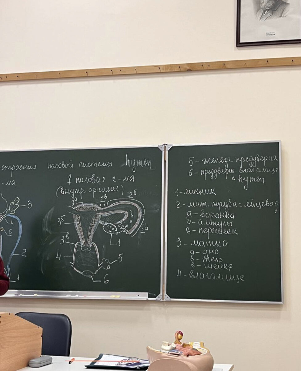 Анатомия