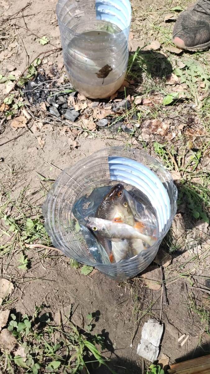 Скудный улов ,себе не брал . А то ехать отпускать нет сил 