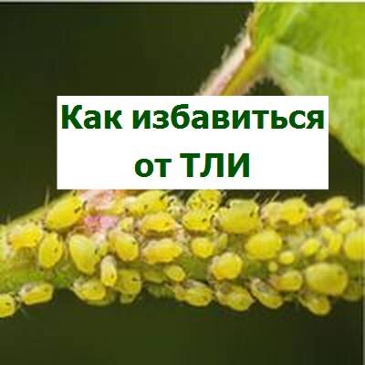 как избавиться от тли в саду