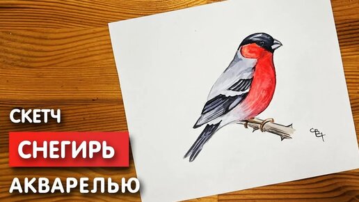 Рисунок снегирь карандашом для срисовки