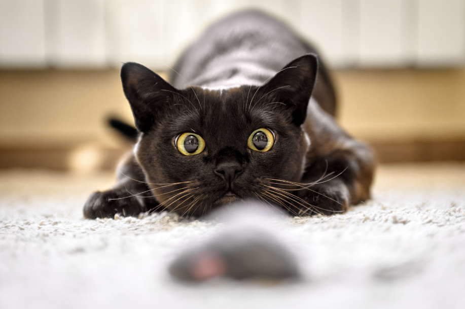 Кошка собирается напасть на добычу. Фото: Canva