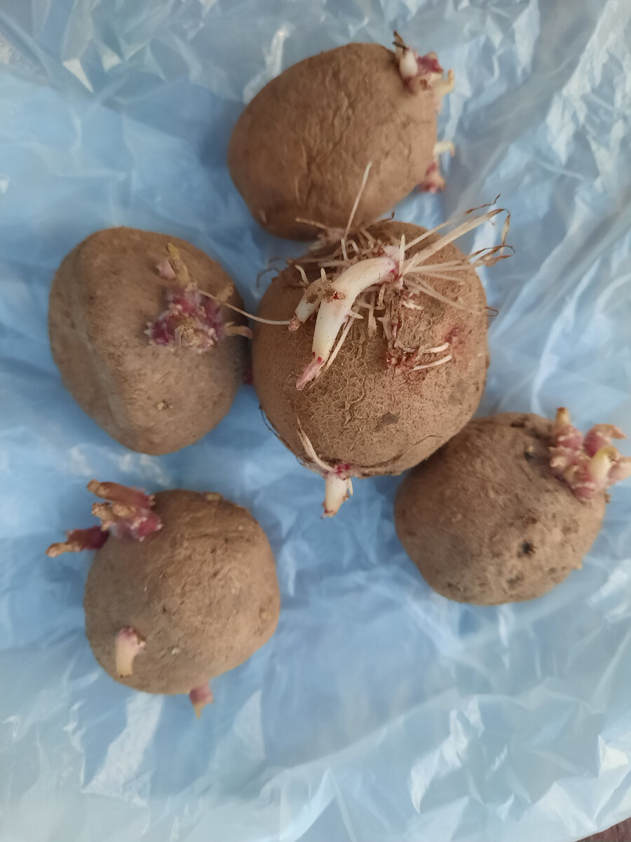 Росты есть, можно сажать. 