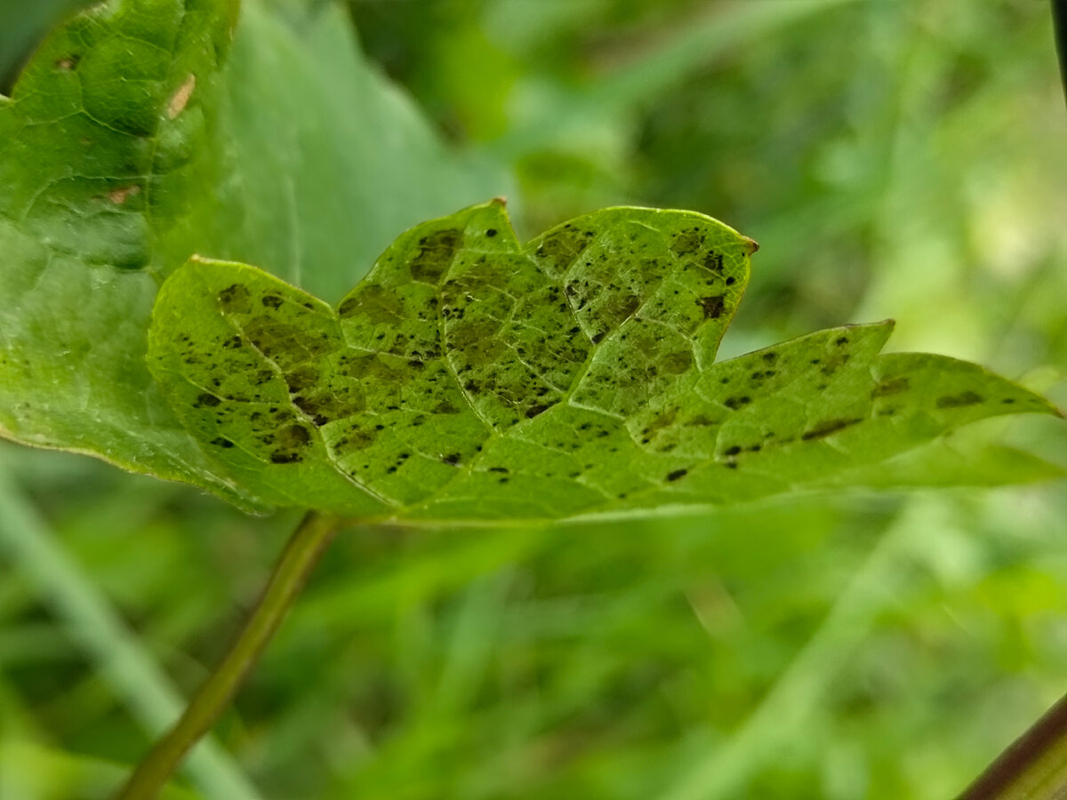Вот такие непонятные "повреждения" имеются на обратной стороне листа
