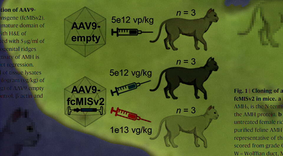   Коллаж N + 1. Источник: Lindsey M. Vansandt et al. / Nature Communications, 2023