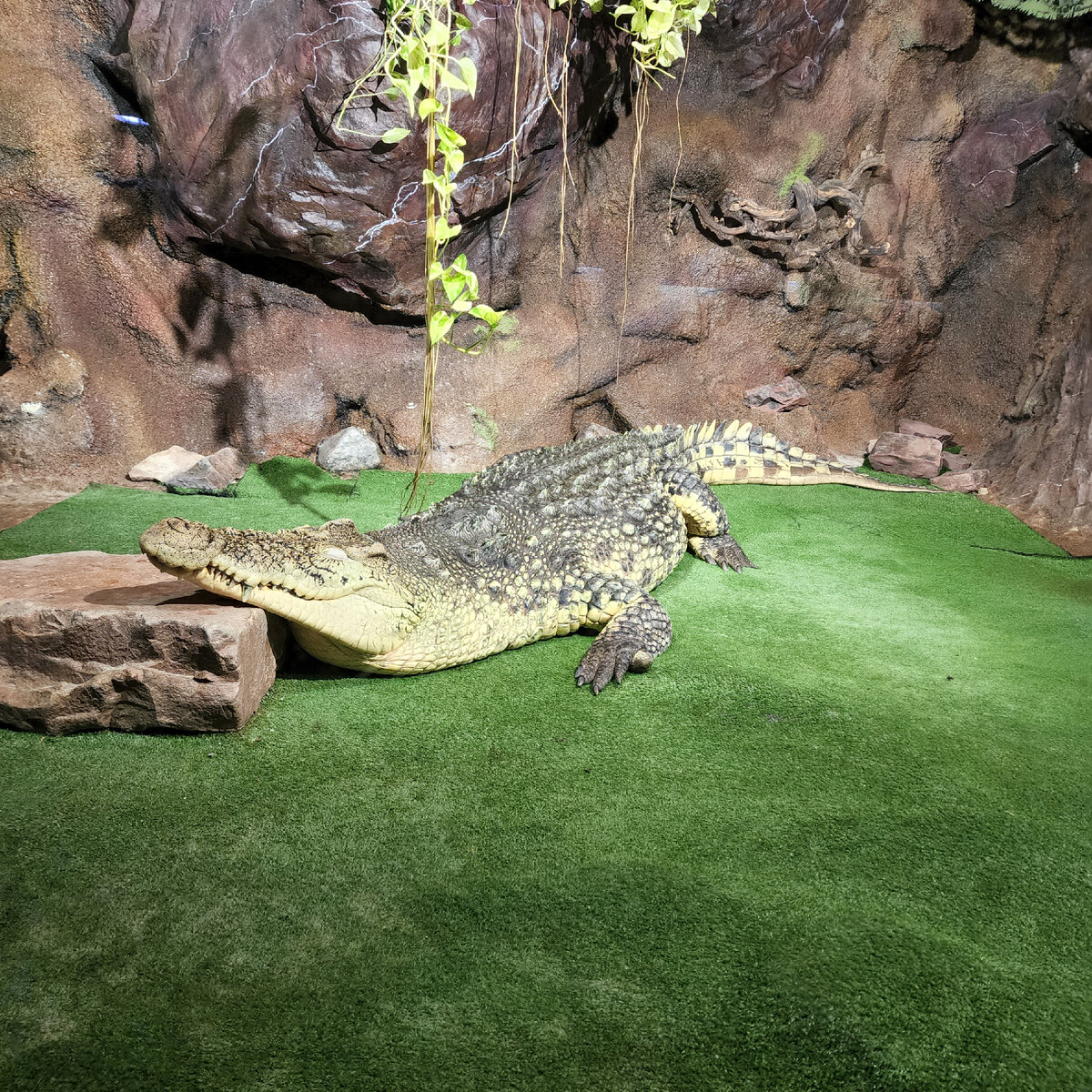 ФОТО АВТОРА, КРОКОДИЛ 