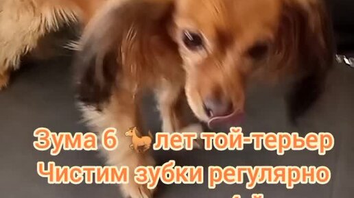 Дмитрий. Чистка зубов собакам без наркоза. Москва. | Зума 6 🐎лет той ...