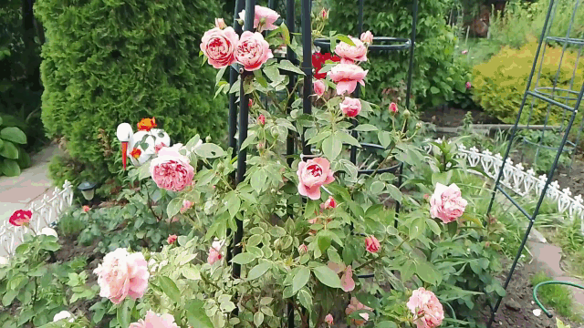 Гиф от автора