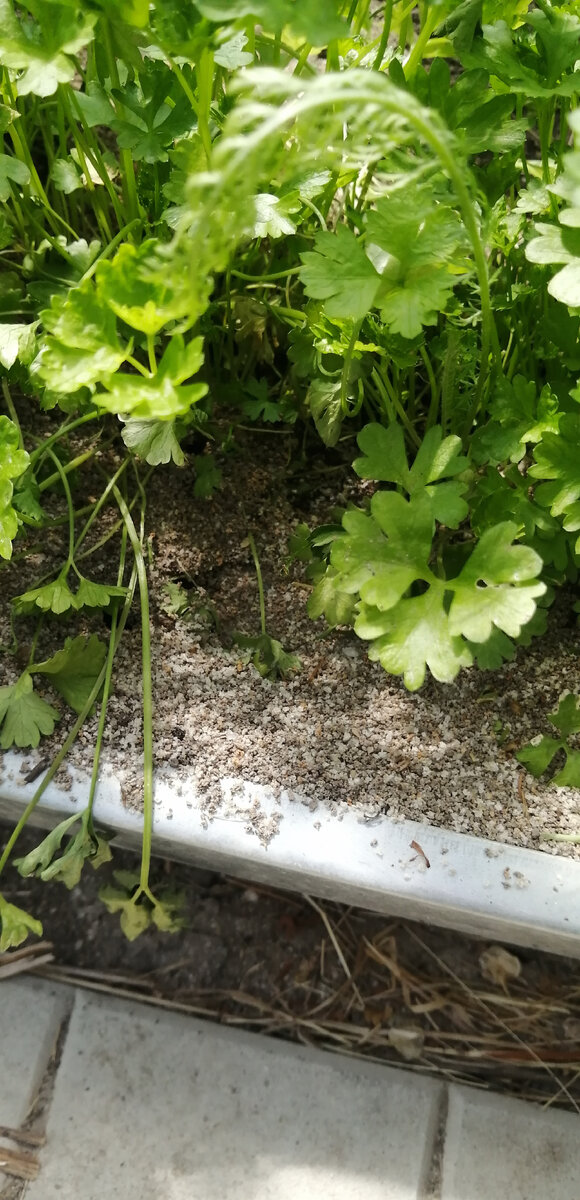 Муровейник в теплице