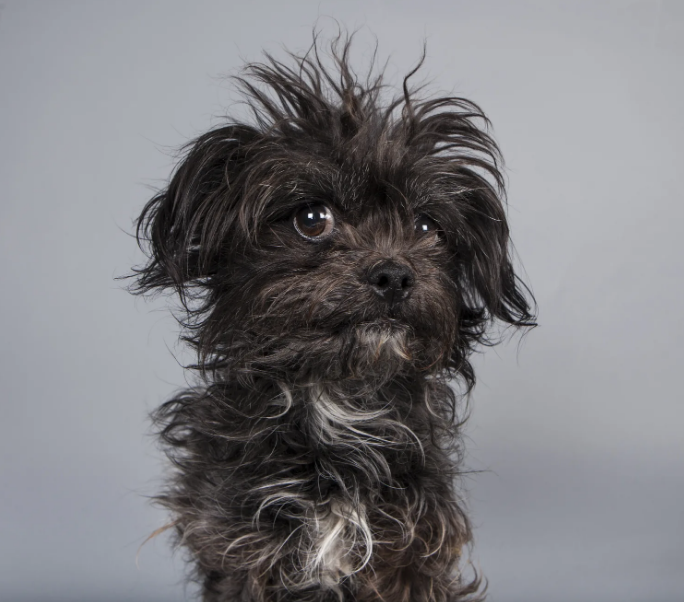 14 Peachy Facts About Affenpinschers PetPress Affenpinscher puppy, Affenpinscher