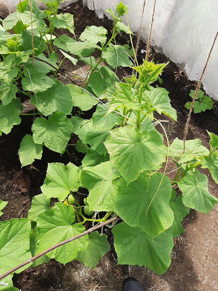 Огуречная зелень радует глаз. Зозуля тянется уже вверх. Думаю, к концу июня первые огурчики будут висеть. :)