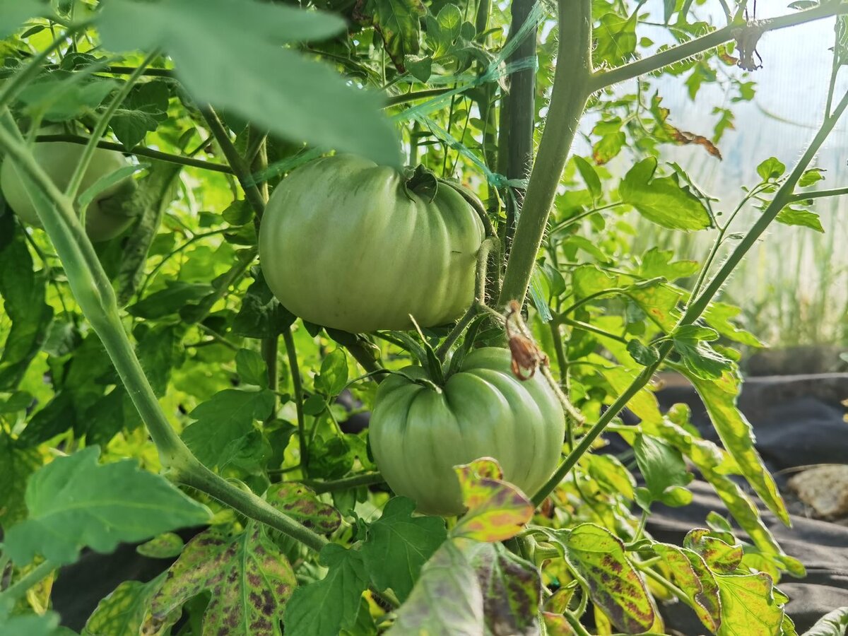 Удобрение для рассады томатов для утолщения стебля