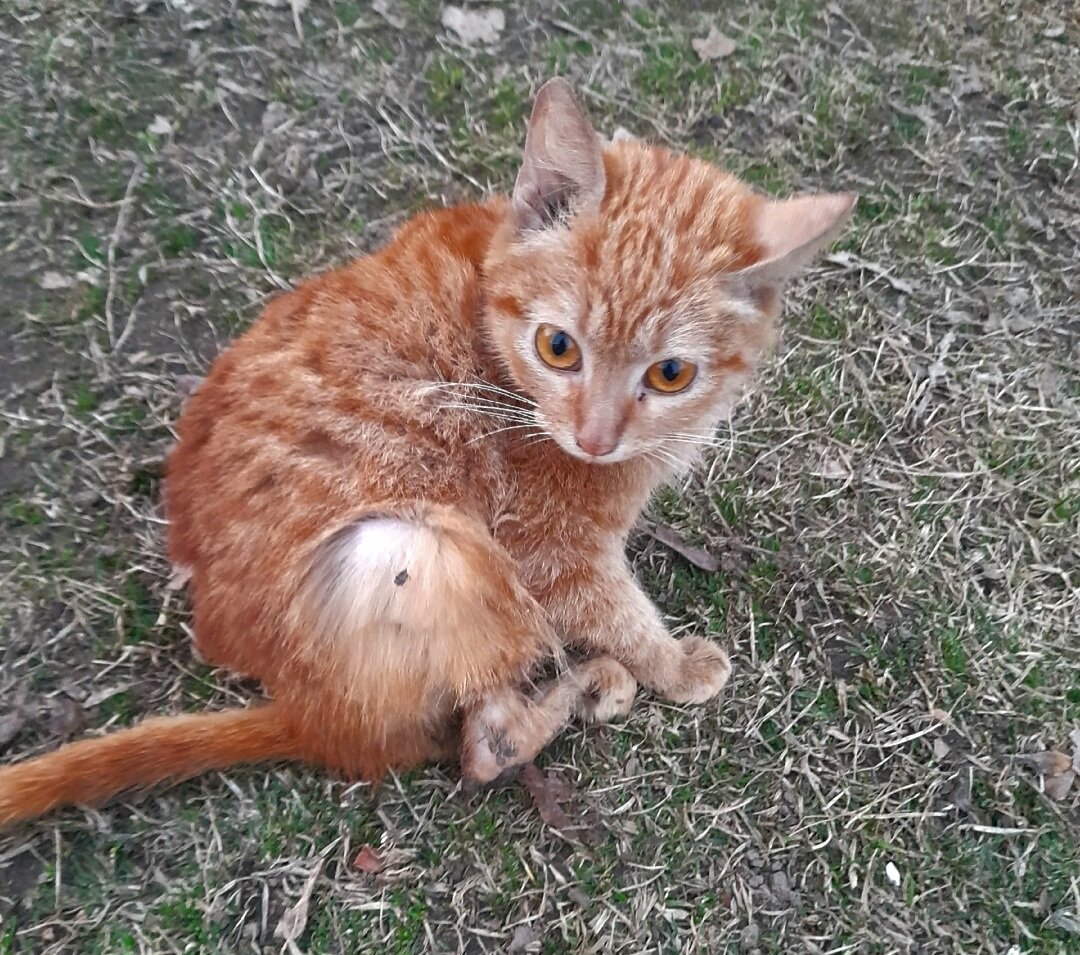 Котёнок тут ползает неделю под мусорными баками, таскает свое покалеченное  тельце,все шарахаются от зловонного запаха исходящего от него... | КОШАЧЬИ  НОВОСТИ | Дзен