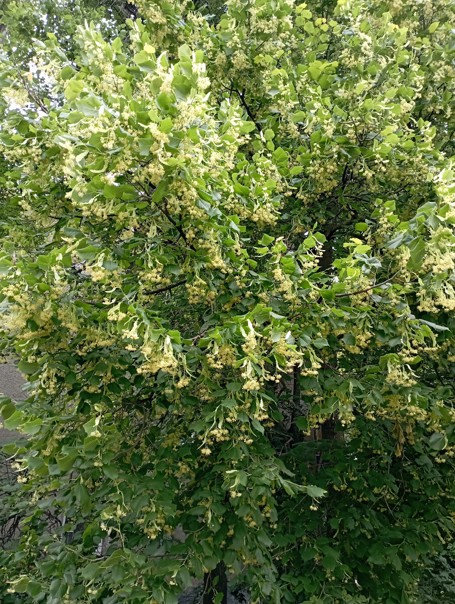 С новым цветением!!! 