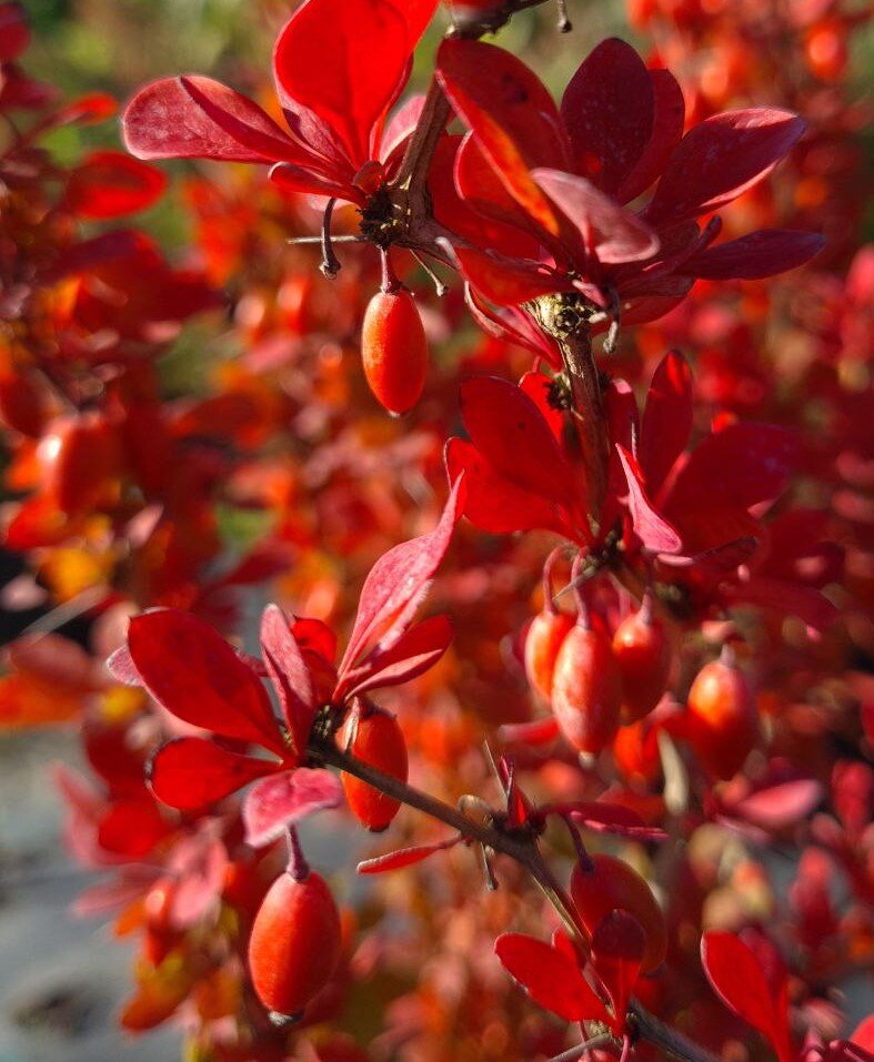 Фирменная осенняя окраска барбарисов - в сезон листопада они самые яркие в саду