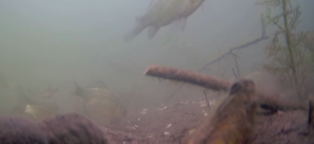 С этой прикормкой клёв бывает такой, что только опускай. Отличная и ...