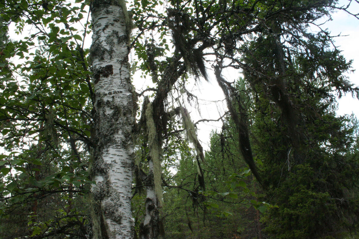 В лесу волшебно!