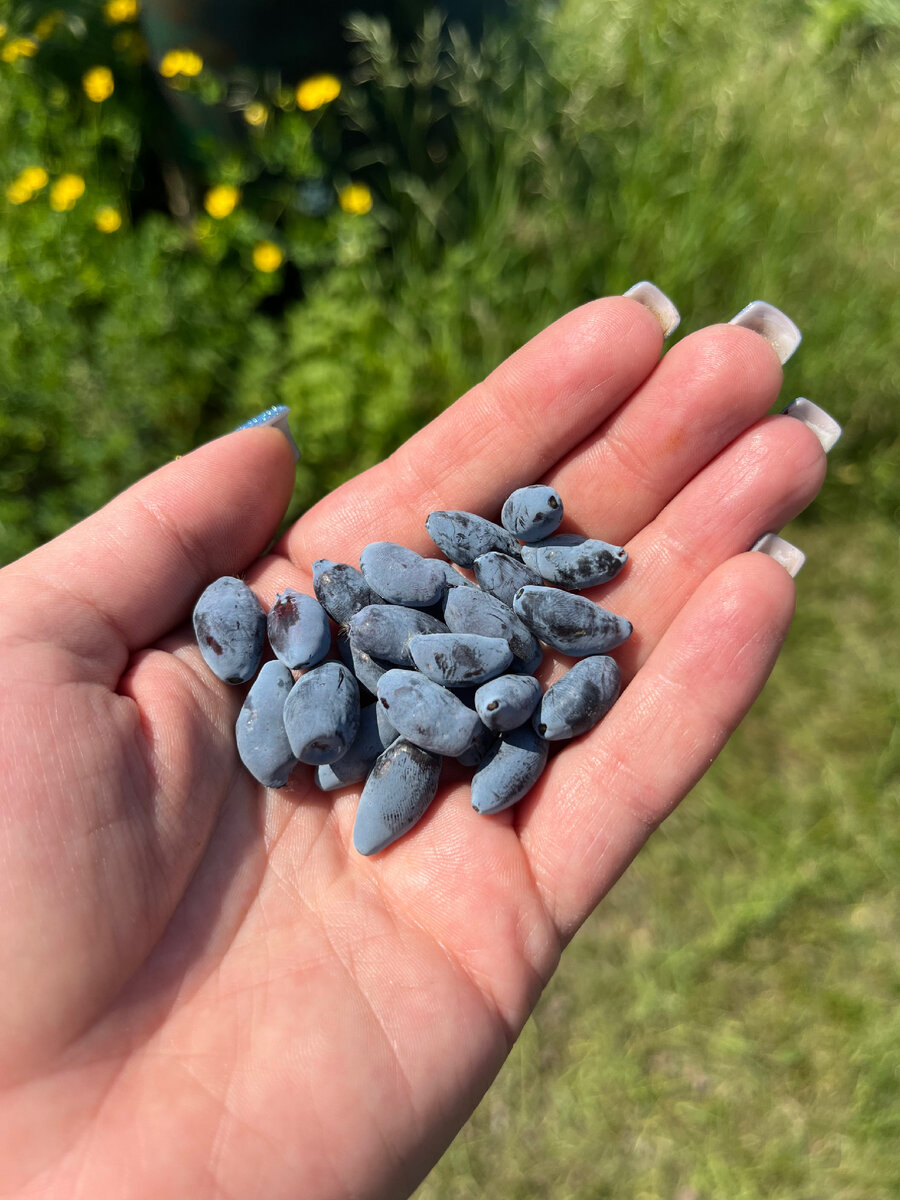 Наелась я ее приличо