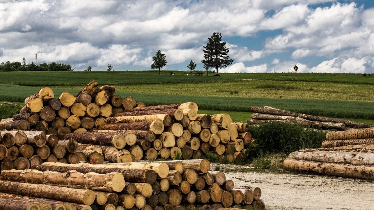 Заготовка дров: разрешение и правила для собственных нужд в лесу на зиму, ручная пила и бензопилы для заготовки дров