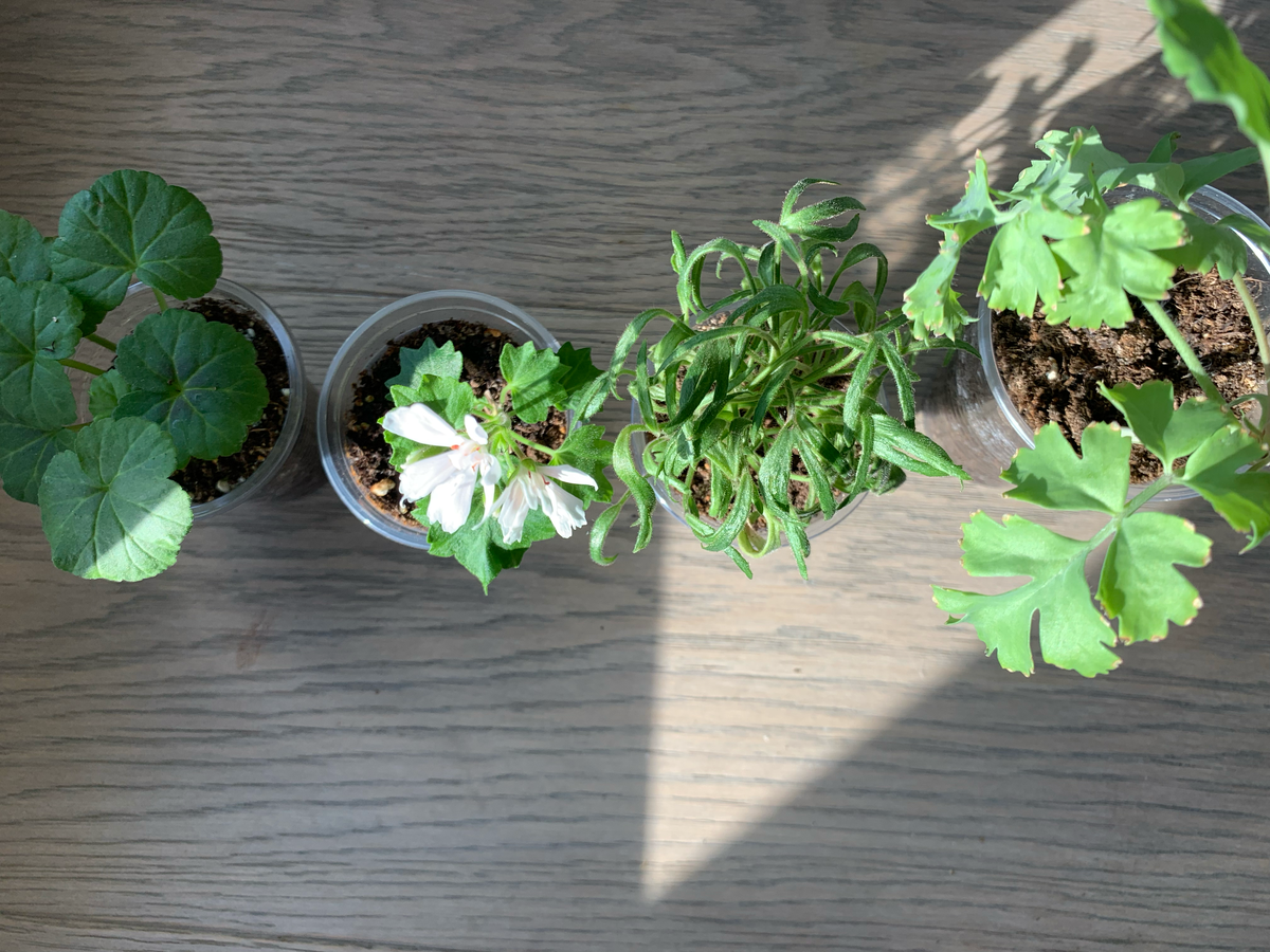 Кого принесла домой? Распаковка.