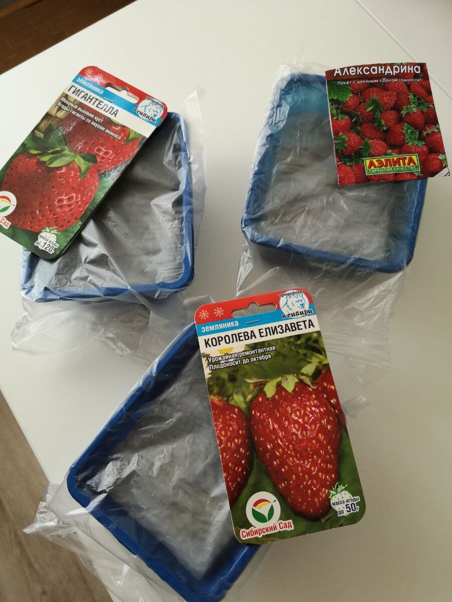 Рассада клубники семенами