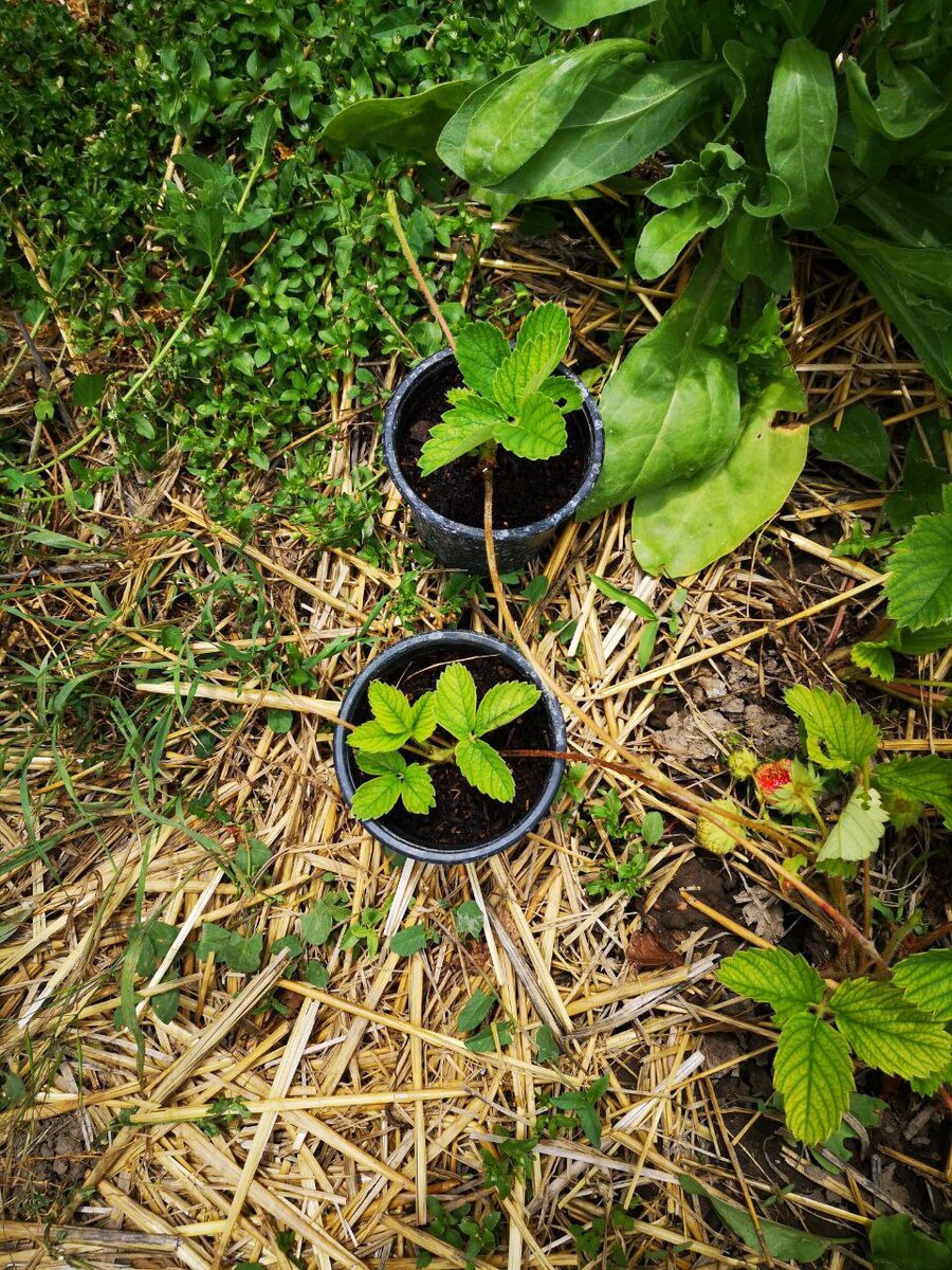 Удобно размещать усики сразу в горшочки 