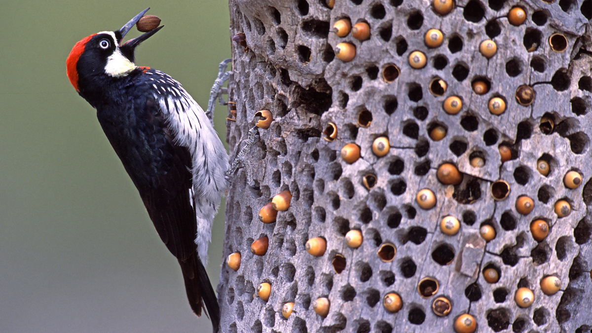   (. Melanerpes formicivorus)    .  ,      ,    .-5