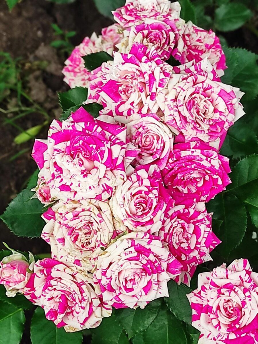 Флеш Денс 