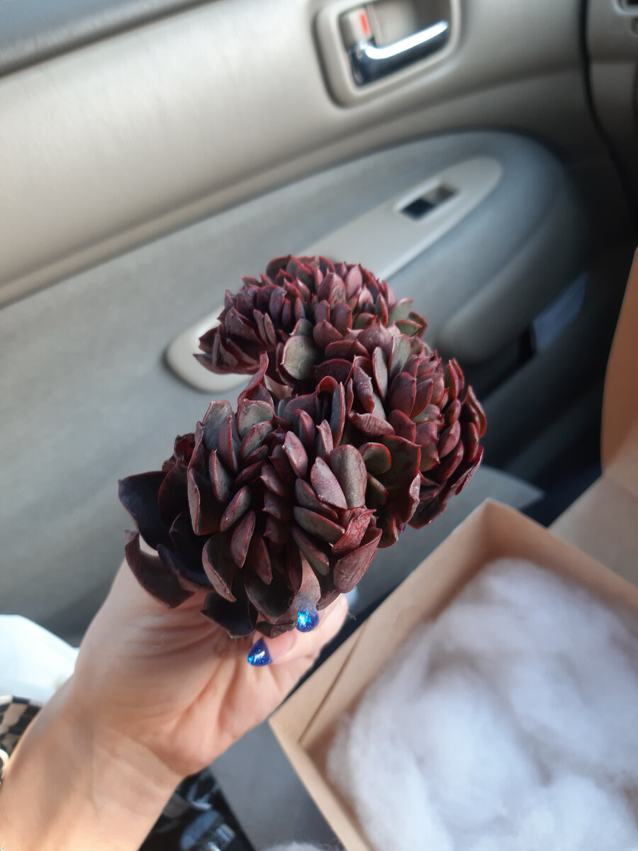 Echeveria Emerald Isle (krauss)